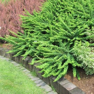 Барбарис неплодоносящий Грин Карпет