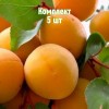 Комплект 5шт / Абрикос Челябинский ранний: фото и описание