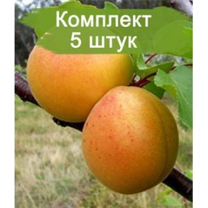 Комплект 5шт / Абрикос Дионис (обычный) (Предзаказ)