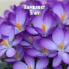 Комплект 5шт / Крокус Томазини Вайтвелл Пёрпл: фото и описание