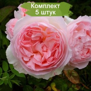 Саженцы английской розы Эглантин (Eglantyne) -  5 шт.