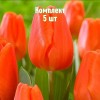 Комплект 5шт / Тюльпан Оранж Шерпа: фото и описание