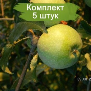 Комплект 5шт / Яблоня Кутузовец (Предзаказ)