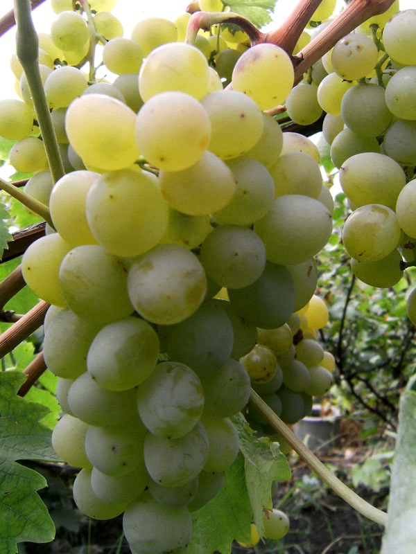 Саженец винограда Валек фото и описание сорта 🌱 купить саженец виноградаВалек почтой недорого в Симферополе